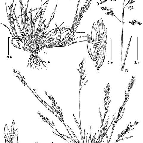 Poa infirma unspecified picture