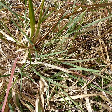 Eustachys petraea unspecified picture