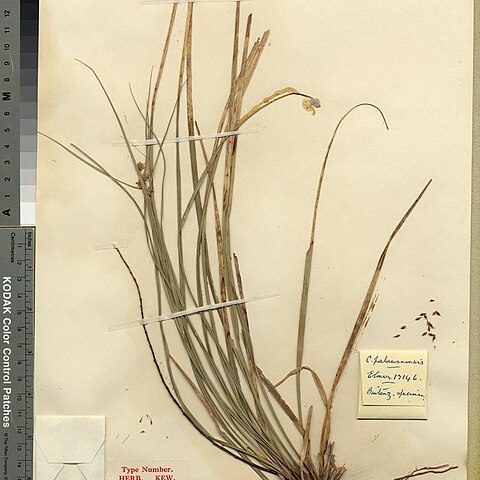 Carex palawanensis unspecified picture