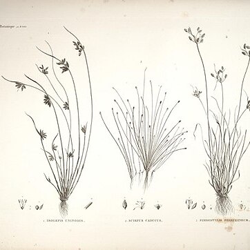 Fimbristylis ferruginea unspecified picture