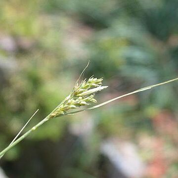 Carex mitrata unspecified picture