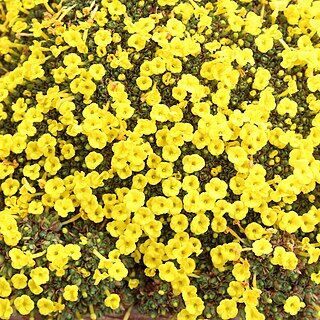 Dionysia odora unspecified picture