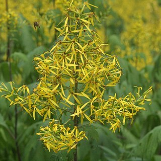 Sinacalia unspecified picture
