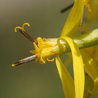 Sinacalia tangutica unspecified picture