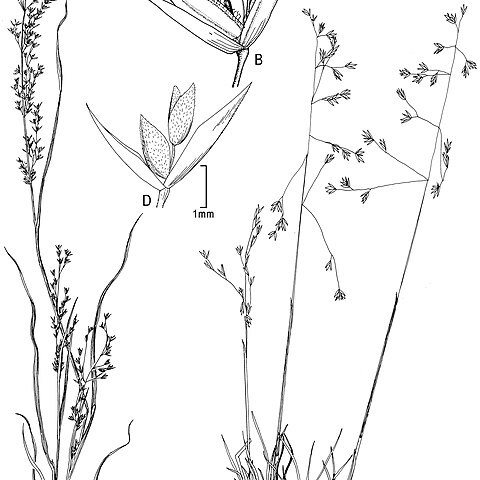 Poa bajaensis unspecified picture