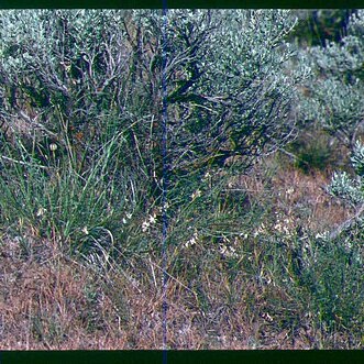 Astragalus atratus var. inseptus unspecified picture