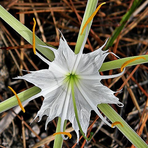 Hymenocallis palmeri unspecified picture