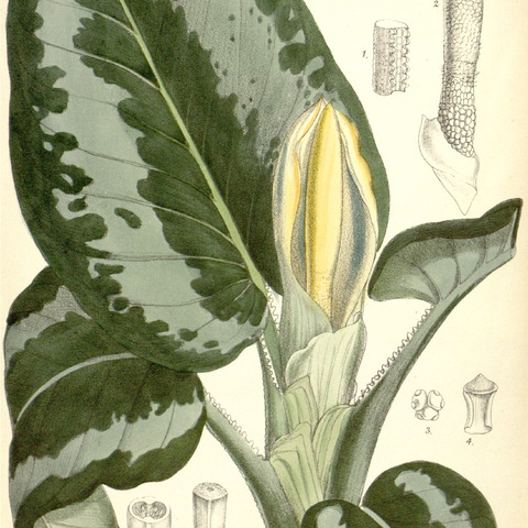 Schismatoglottis unspecified picture