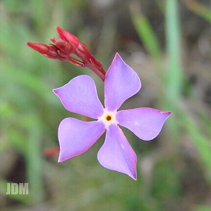 Mandevilla myriophyllum unspecified picture