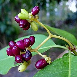 Guapira obtusata unspecified picture