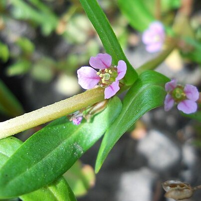 Ammannia robusta unspecified picture