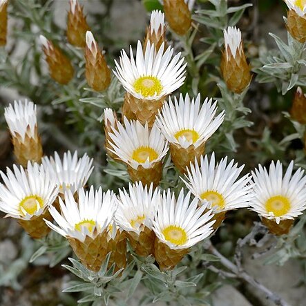 Helichrysum retortum unspecified picture