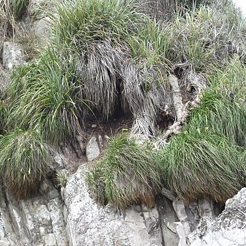 Chionochloa bromoides unspecified picture