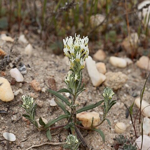 Dischisma unspecified picture