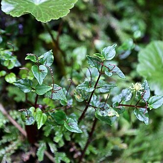 Peperomia paradoxa unspecified picture