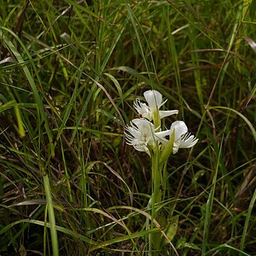 Pecteilis susannae unspecified picture