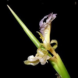 Ischnosiphon unspecified picture