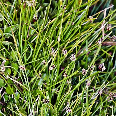 Isolepis pottsii unspecified picture