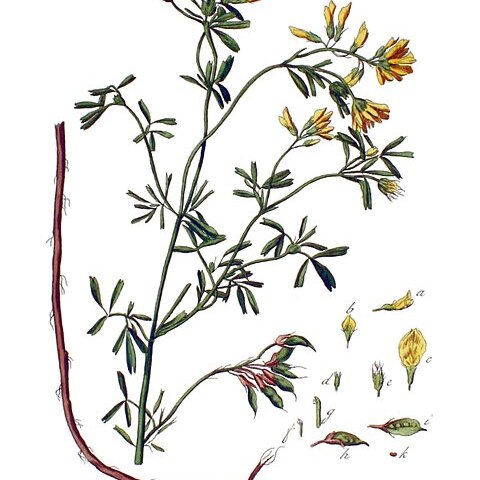 Trigonella balansae unspecified picture