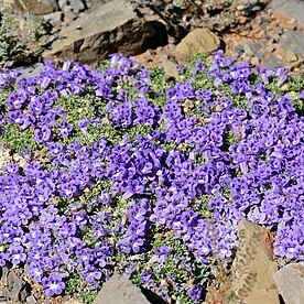 Aptosimum procumbens unspecified picture