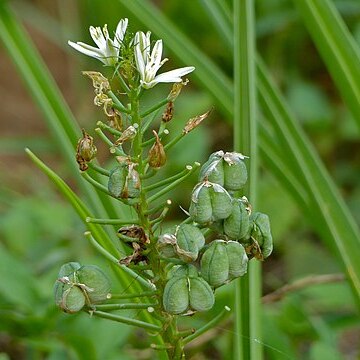 Albuca seineri unspecified picture
