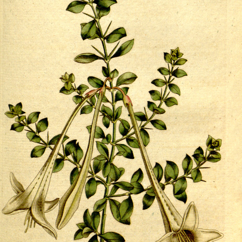 Catesbaea unspecified picture