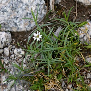 Stellaria soongorica unspecified picture