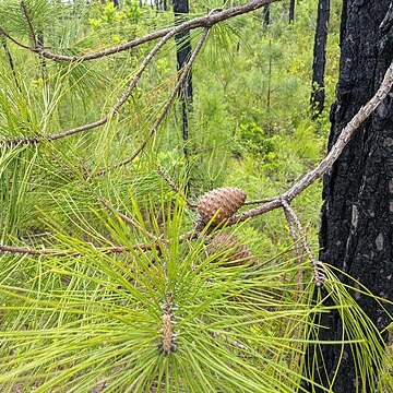 Pinus serotina unspecified picture
