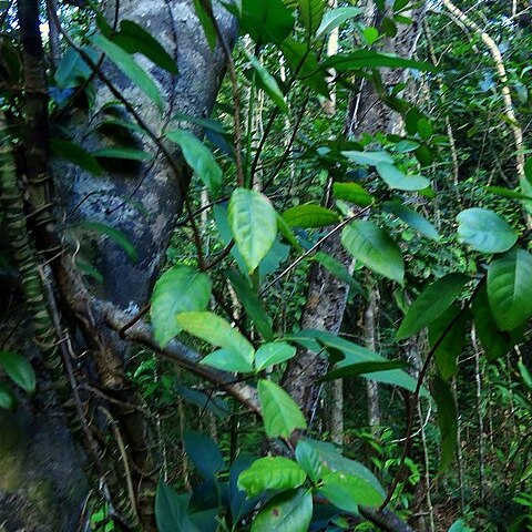Malanea unspecified picture