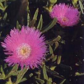 Carpobrotus dimidiatus unspecified picture