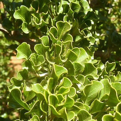 Searsia tumulicola unspecified picture