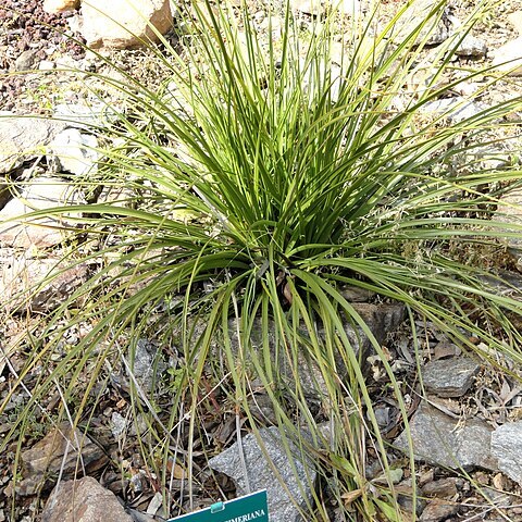 Nolina lindheimeriana unspecified picture