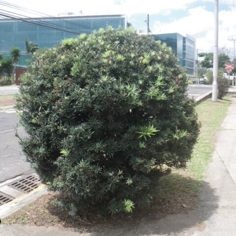 Podocarpus chinensis unspecified picture