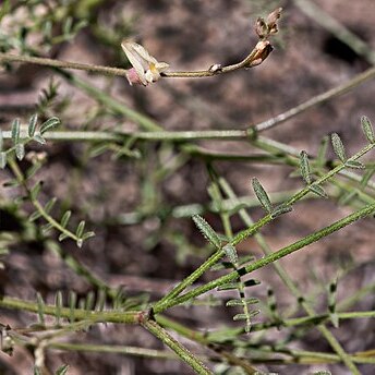 Astragalus shevockii unspecified picture