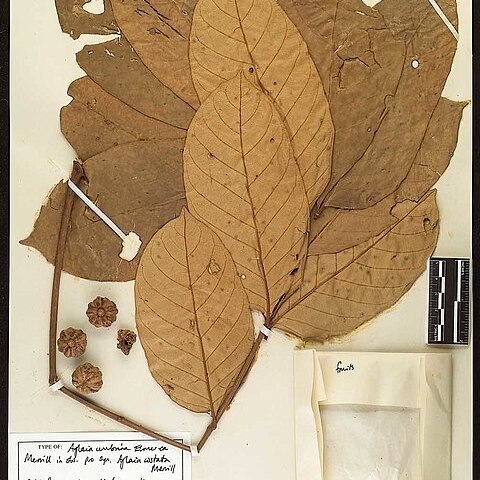 Aglaia costata unspecified picture