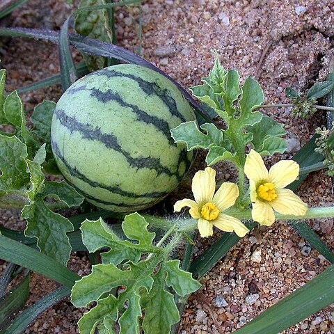Citrullus unspecified picture