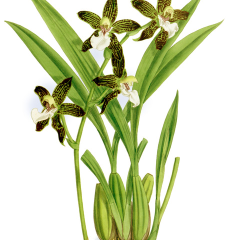 Galeottia burkei unspecified picture