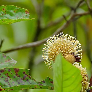 Myrmeconauclea unspecified picture