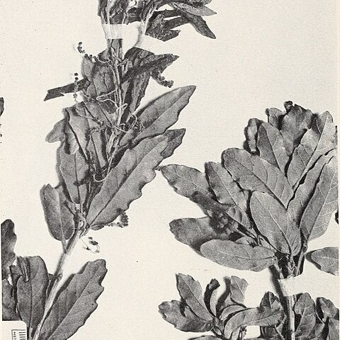 Quercus sebifera unspecified picture
