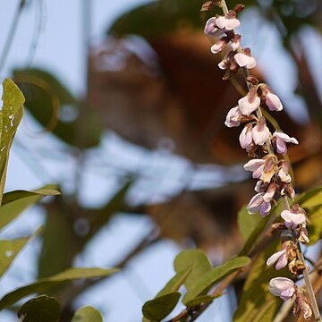 Pueraria tuberosa unspecified picture