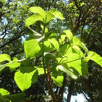Vangueria cyanescens unspecified picture
