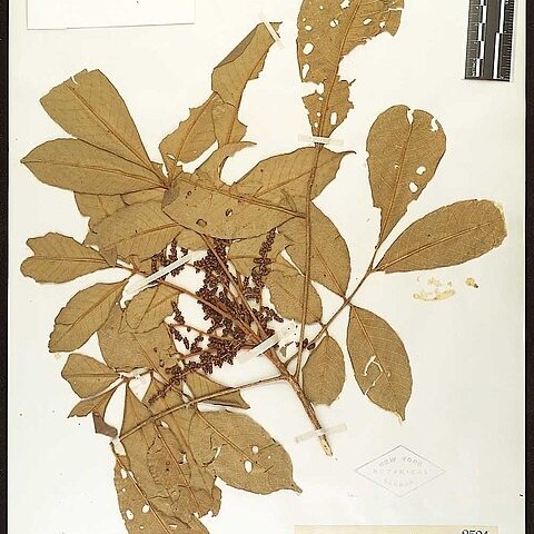 Aglaia tomentosa unspecified picture