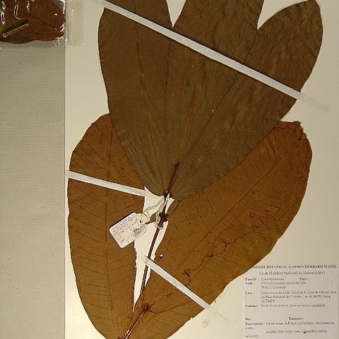 Gilbertiodendron dewevrei unspecified picture