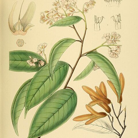 Shorea congestiflora unspecified picture