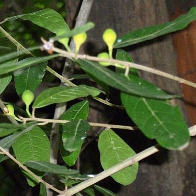 Ficus capreifolia unspecified picture