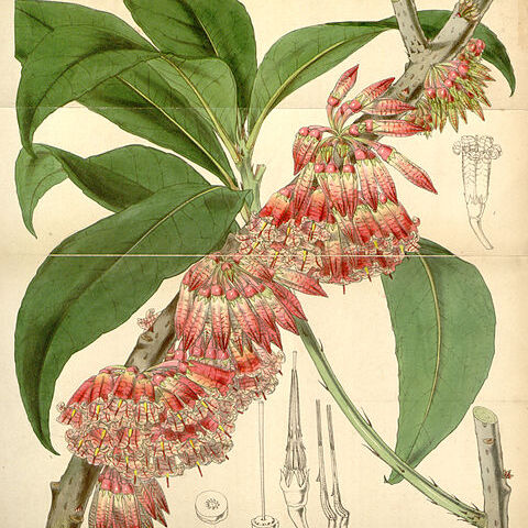 Thibaudia unspecified picture
