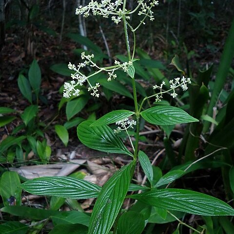 Emmeorhiza unspecified picture