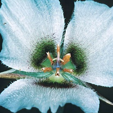 Calochortus howellii unspecified picture