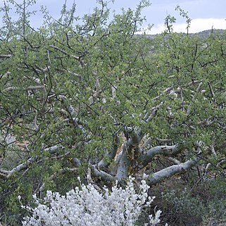 Commiphora angolensis unspecified picture