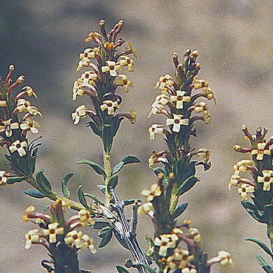 Mulguraea ligustrina (lag.) n.o'leary unspecified picture